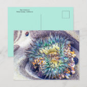 Zee Anemone in het water Briefkaart (Voorkant / Achterkant)