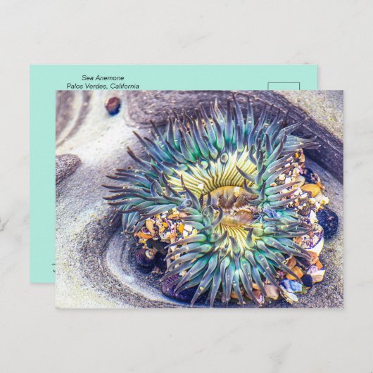 Zee Anemone in het water Briefkaart (Voorkant / Achterkant)