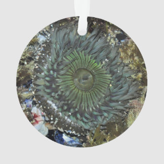 Zee Anemone-kerstversiering Ornament