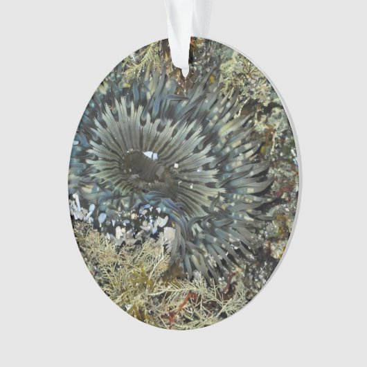 Zee Anemone-kerstversiering Ornament (voorkant)