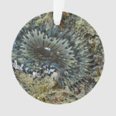 Zee Anemone-kerstversiering Ornament (voorkant)
