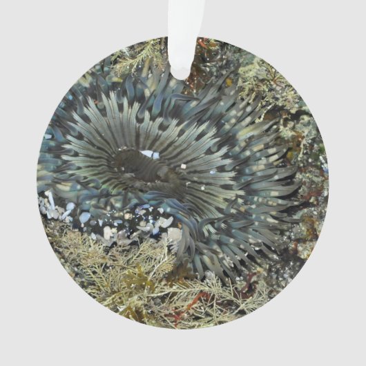 Zee Anemone-kerstversiering Ornament (voorkant)