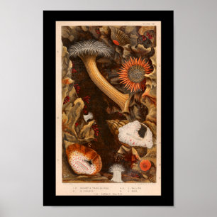 Zee Anemone Kleur  Illustratie Afdrukken Poster