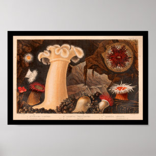 Zee Anemone Marine Life Art print