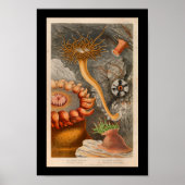 Zee Anemone Marine Life Color Art Print (Voorkant)