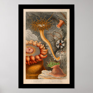 Zee Anemone Marine Life Color Art Print