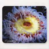 Zee Anemone Muismat (Voorkant)