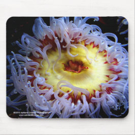Zee Anemone Muismat