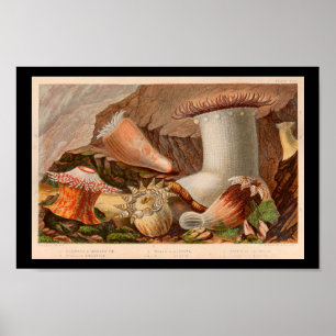 Zee Anemone Ocean Life Art afdrukken Poster