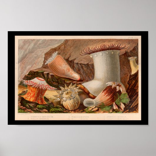  Zee Anemone Ocean Life Art afdrukken Poster (Voorkant)