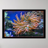 Zee Anemone Poster (Voorkant)