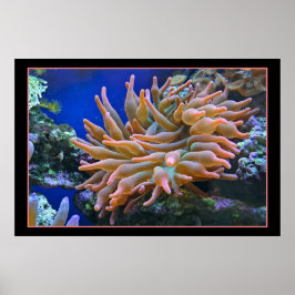 Zee Anemone Poster