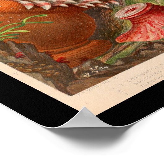 Zee Anemone Red Marine Life Print (Hoek)