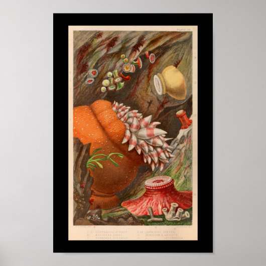 Zee Anemone Red Marine Life Print (Voorkant)