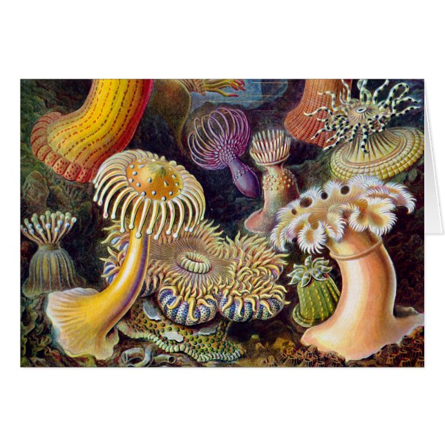 Zee Anemone Wetenschappelijke Natuur Oceaan (Voorkant Horizontaal)