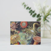 Zee Anemone Wetenschappelijke Natuur Oceaan Briefkaart (Staand voorkant)