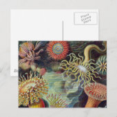 Zee Anemone Wetenschappelijke Natuur Oceaan Briefkaart (Voorkant / Achterkant)