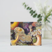 Zee Anemone Wetenschappelijke Natuur Oceaan Briefkaart (Staand voorkant)