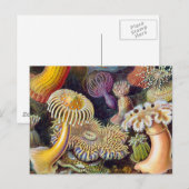 Zee Anemone Wetenschappelijke Natuur Oceaan Briefkaart (Voorkant / Achterkant)