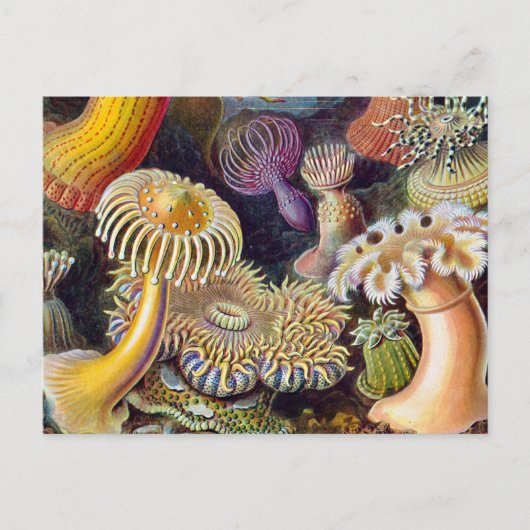 Zee Anemone Wetenschappelijke Natuur Oceaan Briefkaart (Voorkant)