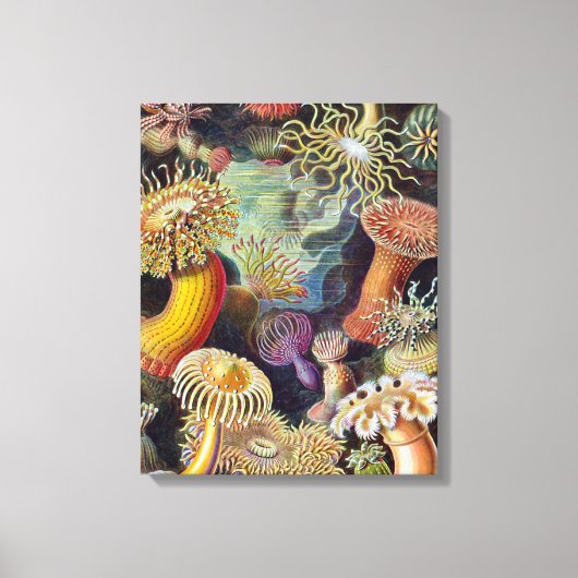 Zee Anemone Wetenschappelijke Natuur Oceaan Canvas Afdruk (Voorkant)