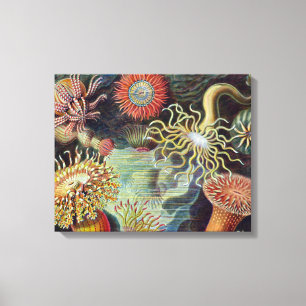 Zee Anemone Wetenschappelijke Natuur Oceaan Canvas Afdruk