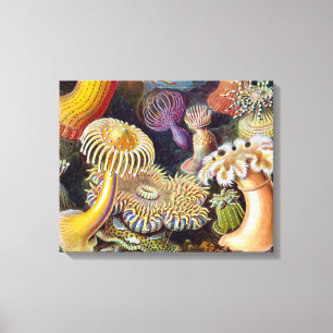 Zee Anemone Wetenschappelijke Natuur Oceaan Canvas Afdruk