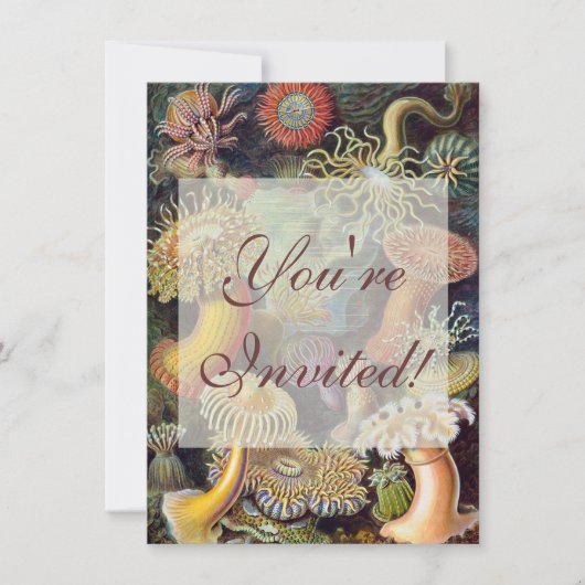 Zee Anemone Wetenschappelijke Natuur Oceaan Kaart (Voorkant)