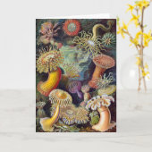 Zee Anemone Wetenschappelijke Natuur Oceaan Kaart (Gele Bloem)