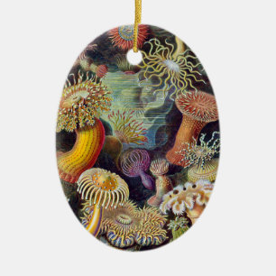 Zee Anemone Wetenschappelijke Natuur Oceaan Keramisch Ornament