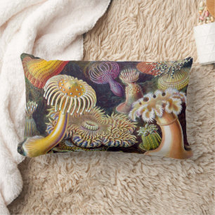 Zee Anemone Wetenschappelijke Natuur Oceaan Kussen