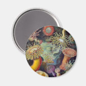 Zee Anemone Wetenschappelijke Natuur Oceaan Magneet (Voorkant / Achterkant)