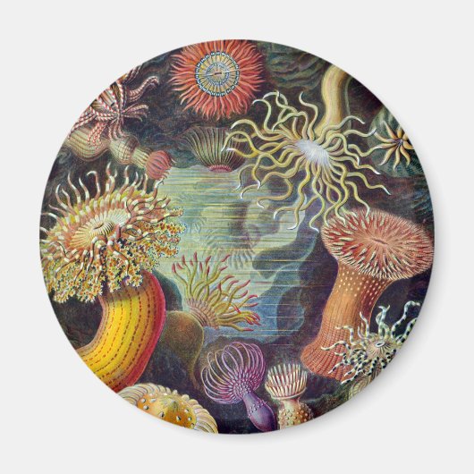 Zee Anemone Wetenschappelijke Natuur Oceaan Magneet (Voorkant)