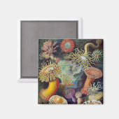 Zee Anemone Wetenschappelijke Natuur Oceaan Magneet (Voorkant / Achterkant)