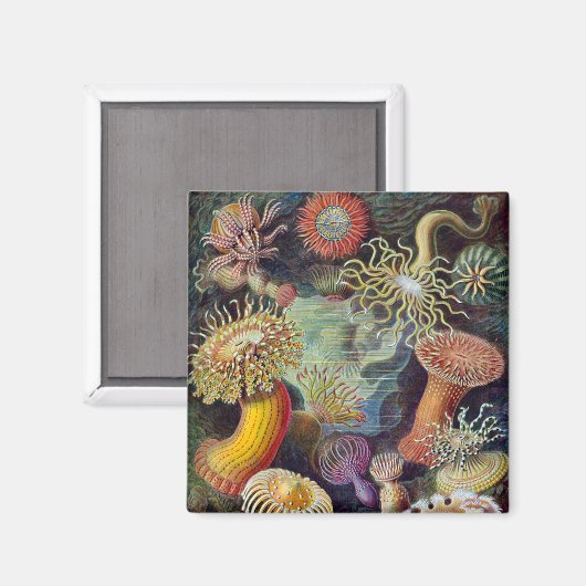 Zee Anemone Wetenschappelijke Natuur Oceaan Magneet (Voorkant / Achterkant)