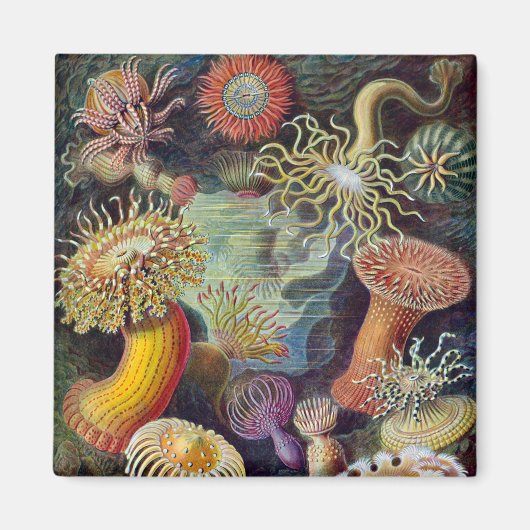 Zee Anemone Wetenschappelijke Natuur Oceaan Magneet (Voorkant)