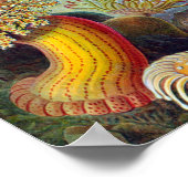 Zee Anemone Wetenschappelijke Natuur Oceaan Poster (Hoek)