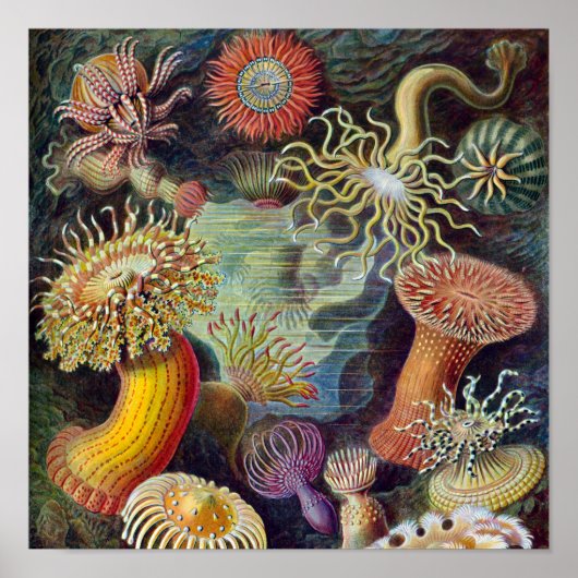 Zee Anemone Wetenschappelijke Natuur Oceaan Poster (Voorkant)