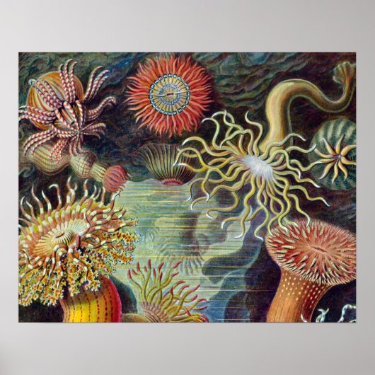 Zee Anemone Wetenschappelijke Natuur Oceaan Poster (Voorkant)