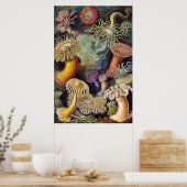 Zee Anemone Wetenschappelijke Natuur Oceaan Poster (Keuken)