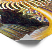 Zee Anemone Wetenschappelijke Natuur Oceaan Poster (Hoek)