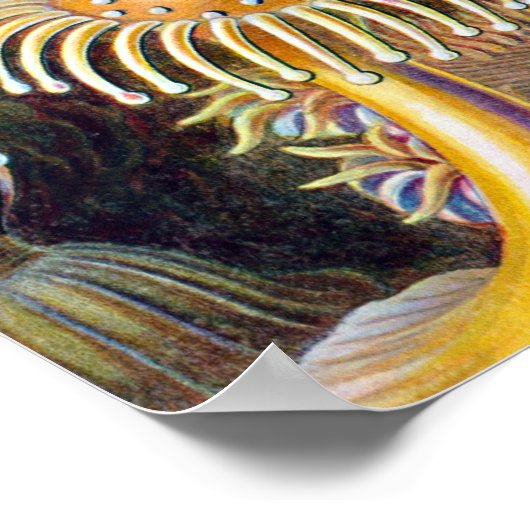 Zee Anemone Wetenschappelijke Natuur Oceaan Poster (Hoek)