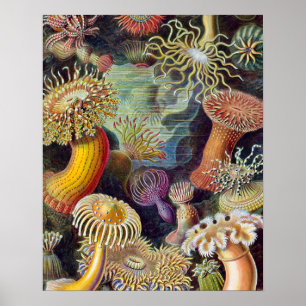 Zee Anemone Wetenschappelijke Natuur Oceaan Poster