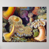 Zee Anemone Wetenschappelijke Natuur Oceaan Poster (Voorkant)