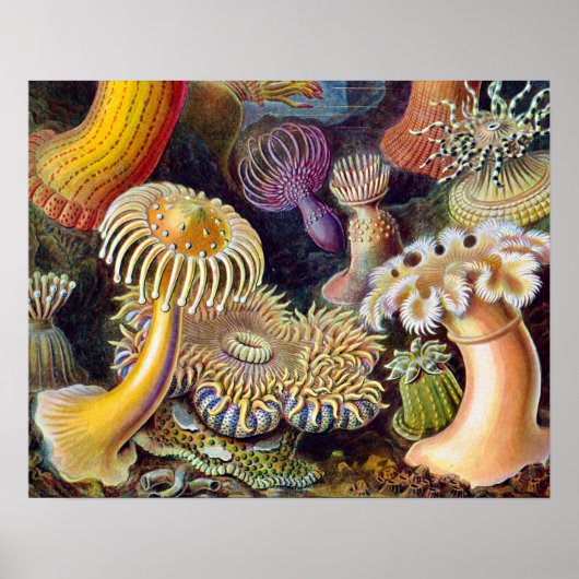 Zee Anemone Wetenschappelijke Natuur Oceaan Poster (Voorkant)