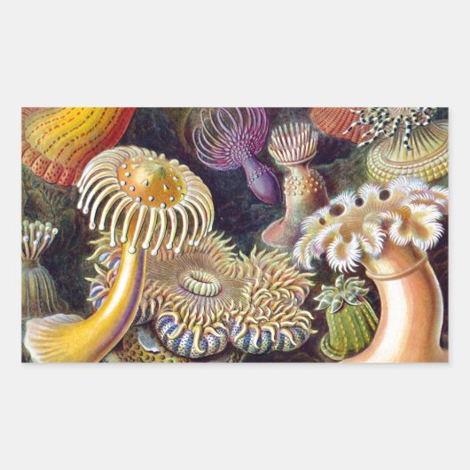 Zee Anemone Wetenschappelijke Natuur Oceaan Rechthoekige Sticker (Voorkant)