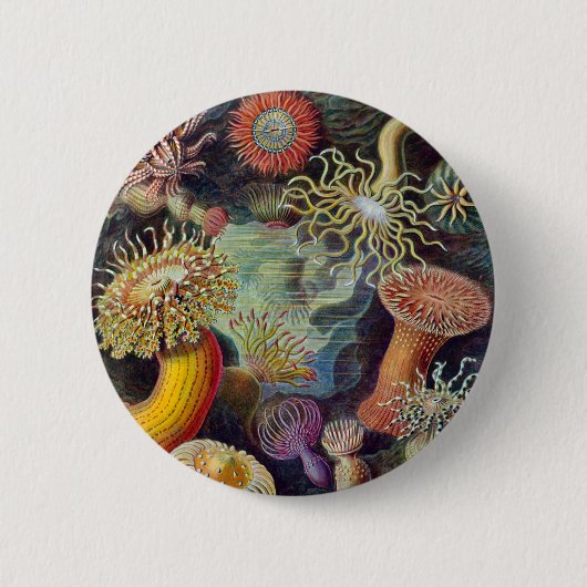 Zee Anemone Wetenschappelijke Natuur Oceaan Ronde Button 5,7 Cm (Voorkant)