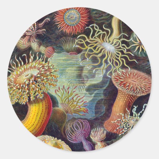 Zee Anemone Wetenschappelijke Natuur Oceaan Ronde Sticker (Voorkant)