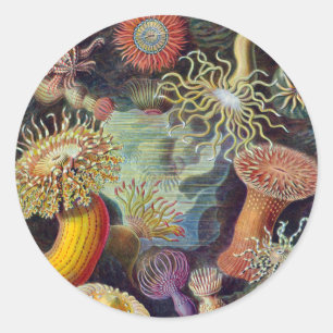 Zee Anemone Wetenschappelijke Natuur Oceaan Ronde Sticker