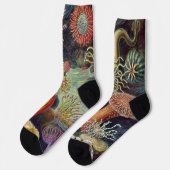 Zee Anemone Wetenschappelijke Natuur Oceaan Sokken (Links)